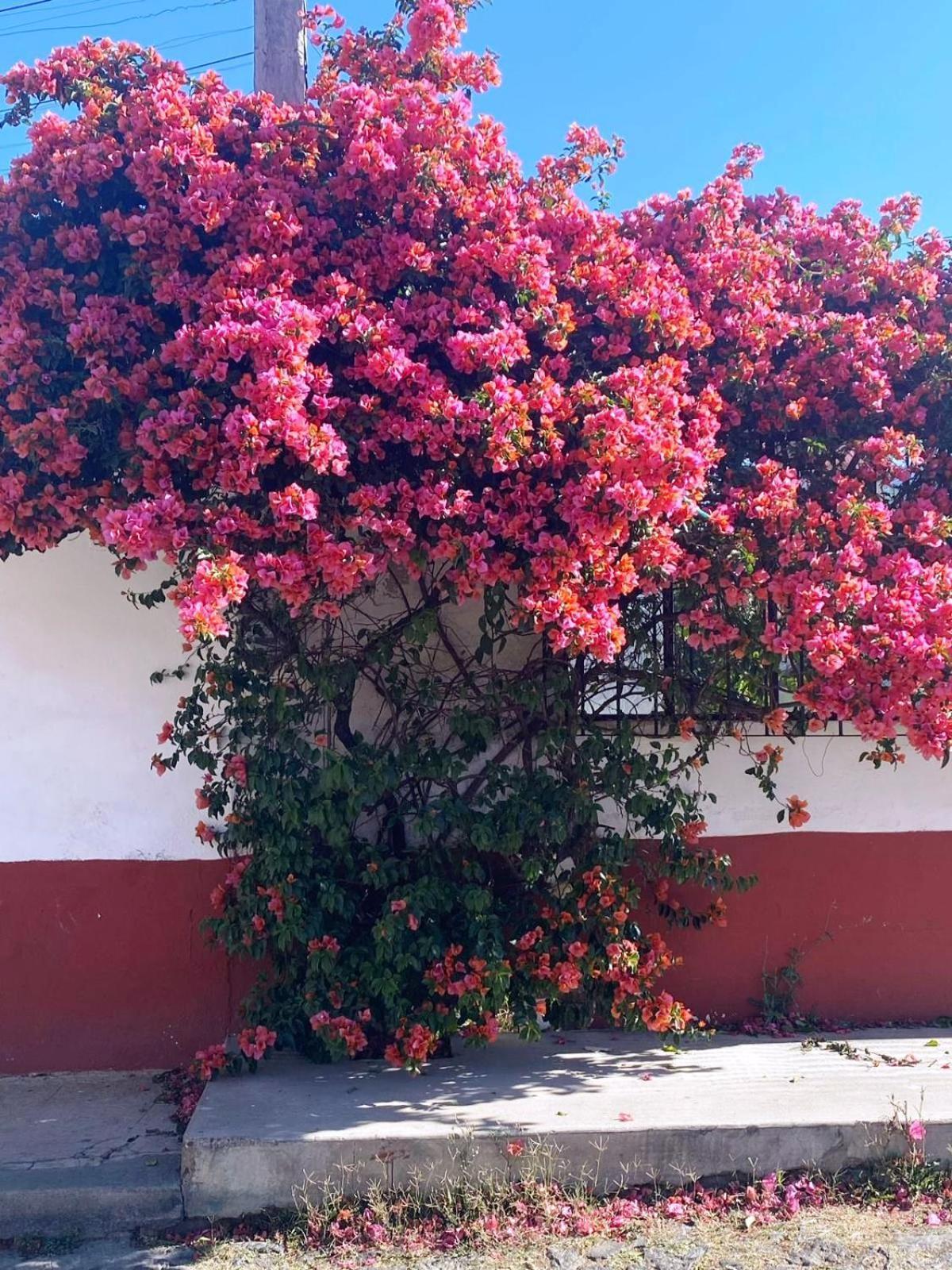 Hotel Posada Camelinas Pátzcuaro Dış mekan fotoğraf